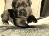 Cane corso en kalitelisi bizde var