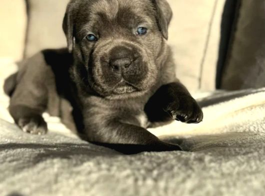 Cane Corso En Kalitelisi Bizde Var