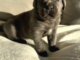 Cane Corso En Kalitelisi Bizde Var