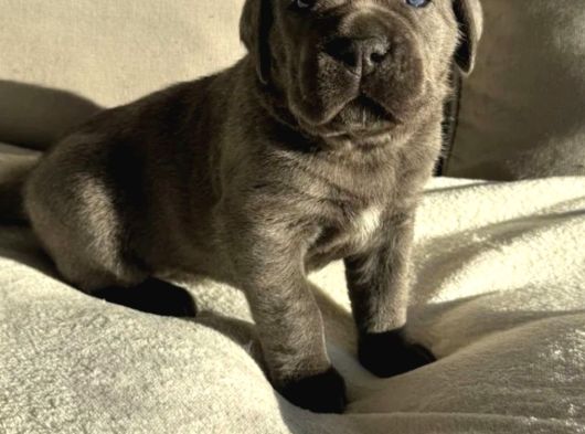 Cane Corso En Kalitelisi Bizde Var görsel
