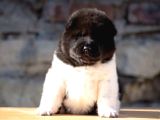 Amerikan Akita Inu Yavrular