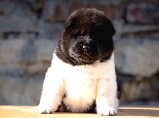 Amerikan Akita Inu Yavrular görsel