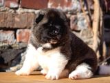 Amerikan Akita Inu Yavrular