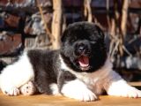Amerikan akita inu yavrular
