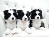 Border collie mükemmel yavrularımız