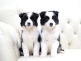 Border Collie Mükemmel Yavrularımız