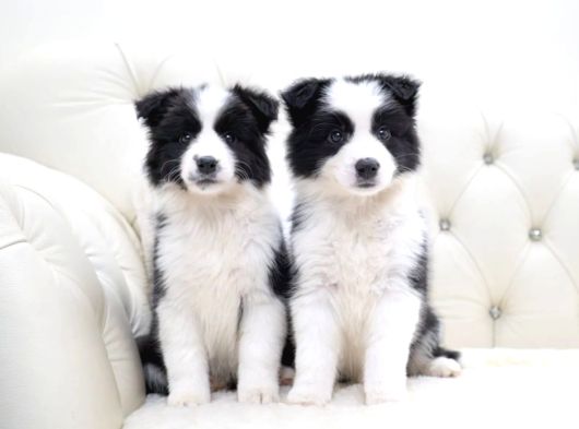 Border Collie Mükemmel Yavrularımız görsel