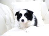 Border Collie Mükemmel Yavrularımız