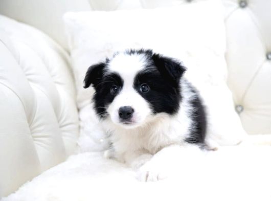 Border Collie Mükemmel Yavrularımız görsel