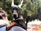 King boy ırkının en özel Doberman yavruları