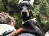 King Boy Irkının En Özel Doberman Yavruları