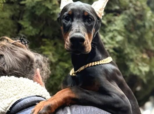 King Boy Irkının En Özel Doberman Yavruları görsel
