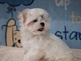 Matese Terrier Irkının En Özel Yavruları