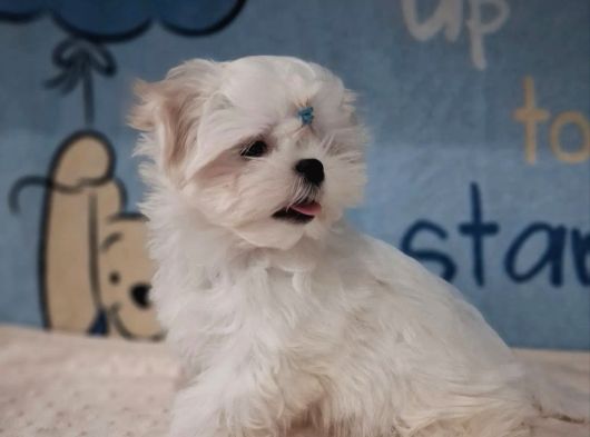 Matese Terrier Irkının En Özel Yavruları görsel