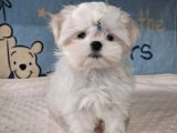 Matese terrier ırkının en özel yavruları