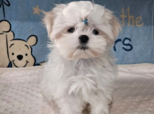 Matese Terrier Irkının En Özel Yavruları