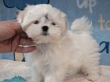 Matese Terrier Irkının En Özel Yavruları