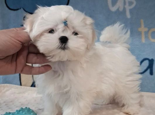 Matese Terrier Irkının En Özel Yavruları görsel