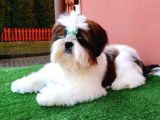 Shihtzu yavrularımız ırkının en iyileri