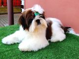 Shihtzu Yavrularımız Irkının En Iyileri