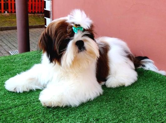 Shihtzu Yavrularımız Irkının En Iyileri görsel