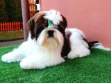Shihtzu Yavrularımız Irkının En Iyileri