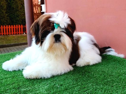 Shihtzu Yavrularımız Irkının En Iyileri görsel