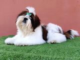 Shihtzu Yavrularımız Irkının En Iyileri