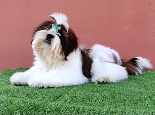 Shihtzu Yavrularımız Irkının En Iyileri görsel