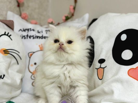 Safkan Longhair Yavrumuz Yeni Sahibini Arıyor görsel