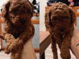 Kore Poodle