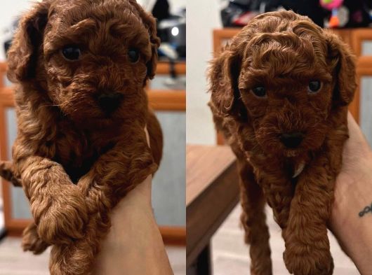 Kore Poodle