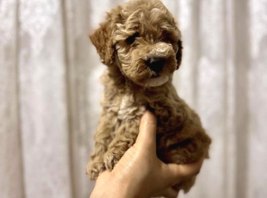 Bal Küpü Maltipo görsel