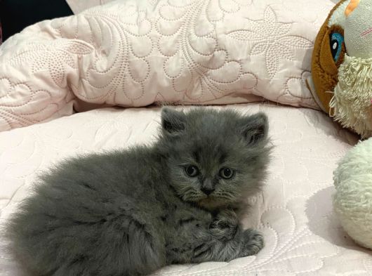 Safkan Gri Long Yavrumuz Yeni Sahibini Arıyor görsel
