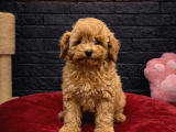 MALL OF İSTANBUL VONALPTEN  sAFKAN TOY POODLE
