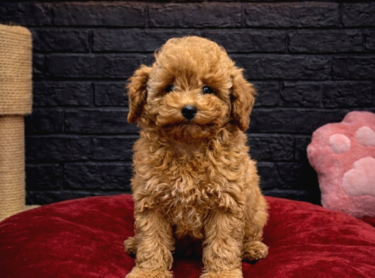 Mall Of İstanbul Vonalpten  Safkan Toy Poodle