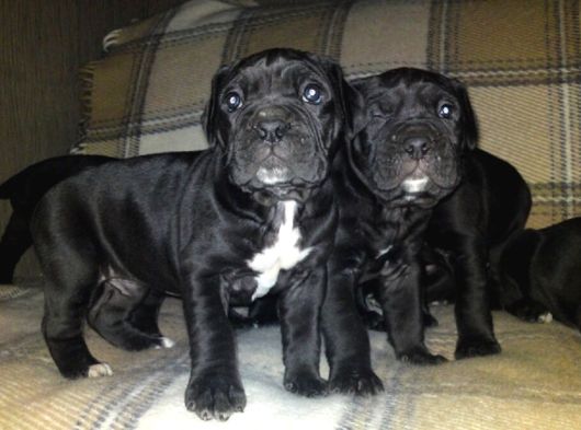 Irk Cane Corso Veteriner Onaylı Ve Sağlıklı