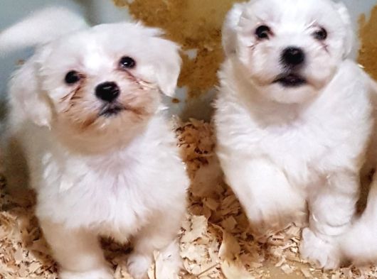 Toptan Rakamlara Gerçek Maltese Teri̇er Yavrular görsel