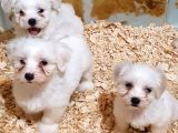 Toptan Rakamlara Gerçek Maltese Teri̇er Yavrular