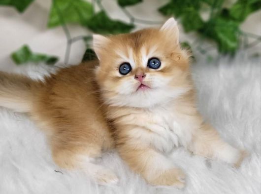 Sarı Kürklü Golden British Longhair görsel
