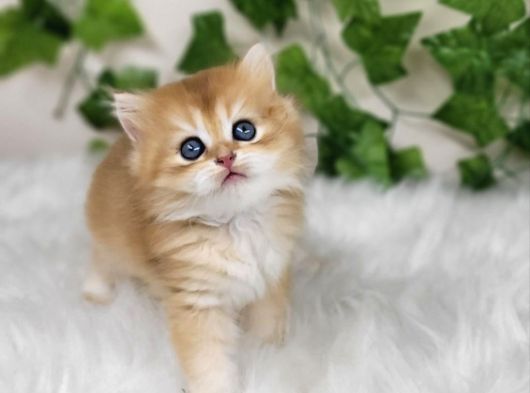 Sarı Kürklü Golden British Longhair görsel