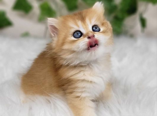 Sarı Kürklü Golden British Longhair görsel