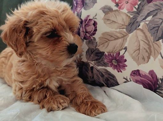 Toptan Rakamlara Gerçek Malti̇poo Yavrular görsel