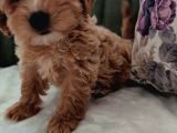 Toptan Rakamlara Gerçek Malti̇poo Yavrular