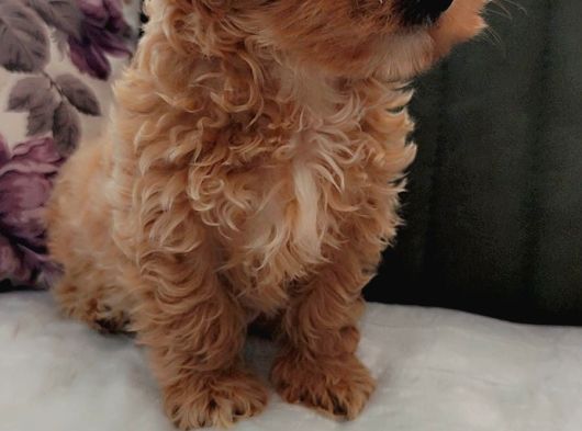 Toptan Rakamlara Gerçek Malti̇poo Yavrular görsel