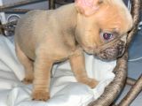 Rengarenk Mi̇cro French Bulldog Bebekler