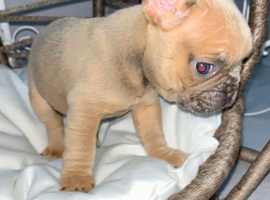 Rengarenk Mi̇cro French Bulldog Bebekler görsel
