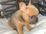 Rengarenk Mi̇cro French Bulldog Bebekler