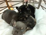RENGARENK MİCRO FRENCH BULLDOG BEBEKLER