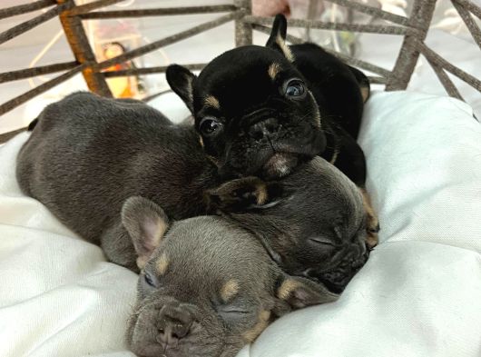 Rengarenk Mi̇cro French Bulldog Bebekler